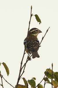 Hawk Mountain, PA 2017-8DS-6242, Rose-breasted Grosbeak